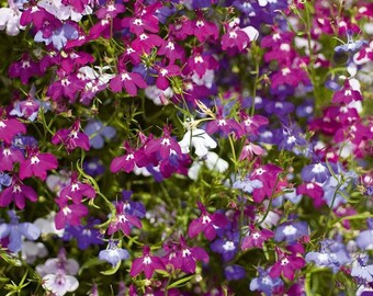 Lobelia Trailing Mix - 24 Pack - 2 Trays of 12 - Pretty White Flowers - Perfect for Hanging Baskets or Planters