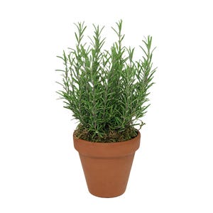 May include: A rosemary plant in a terracotta pot. The plant features long, thin, green leaves and is planted in a small, brown pot. The pot is filled with soil and moss. The rosemary is a vibrant green colour.