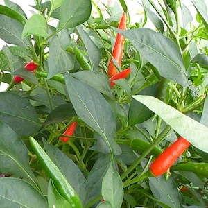 May include: A close-up shot of a chilli pepper plant, showing lush green leaves and a mix of red and green chillies. The chillies vary in ripeness, with some still green and others a vivid red.