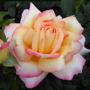 May include: A single, fully bloomed rose with soft pink and yellow petals. The rose has a delicate, layered appearance and is in focus against a dark green background.
