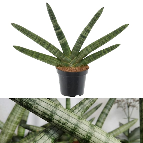 Sansevieria Cylindrica Skyline - Cylindrical Snake Plant in 8.5cm Pot - Low  Maintenance Houseplant - Etsy Denmark