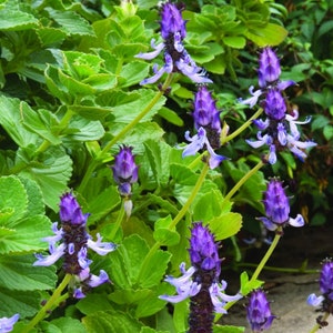 May include: A close-up of a plant with vibrant purple flowers. The flowers have a unique shape with long, thin petals that curl outwards. The plant has green leaves and is growing in a garden setting.