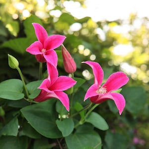 May include: A close-up shot of bright pink clematis flowers, showcasing their multiple petals and delicate structure. The image includes green leaves and buds, set against a blurred green backdrop. The flowers are in full bloom, highlighting natural beauty.