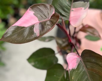 Philodendron Pink Princess - Indoor Plant in 12cm Pot - Pink and Green Variegated Leaves