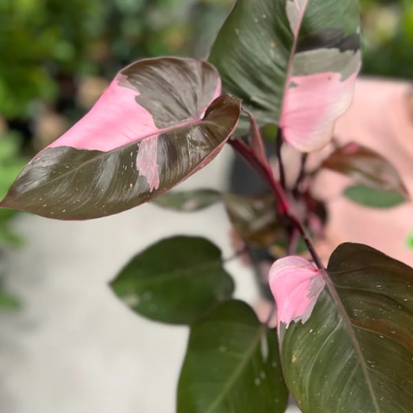 Philodendron Pink Princess - Indoor Plant in 12cm Pot - Pink and Green Variegated Leaves