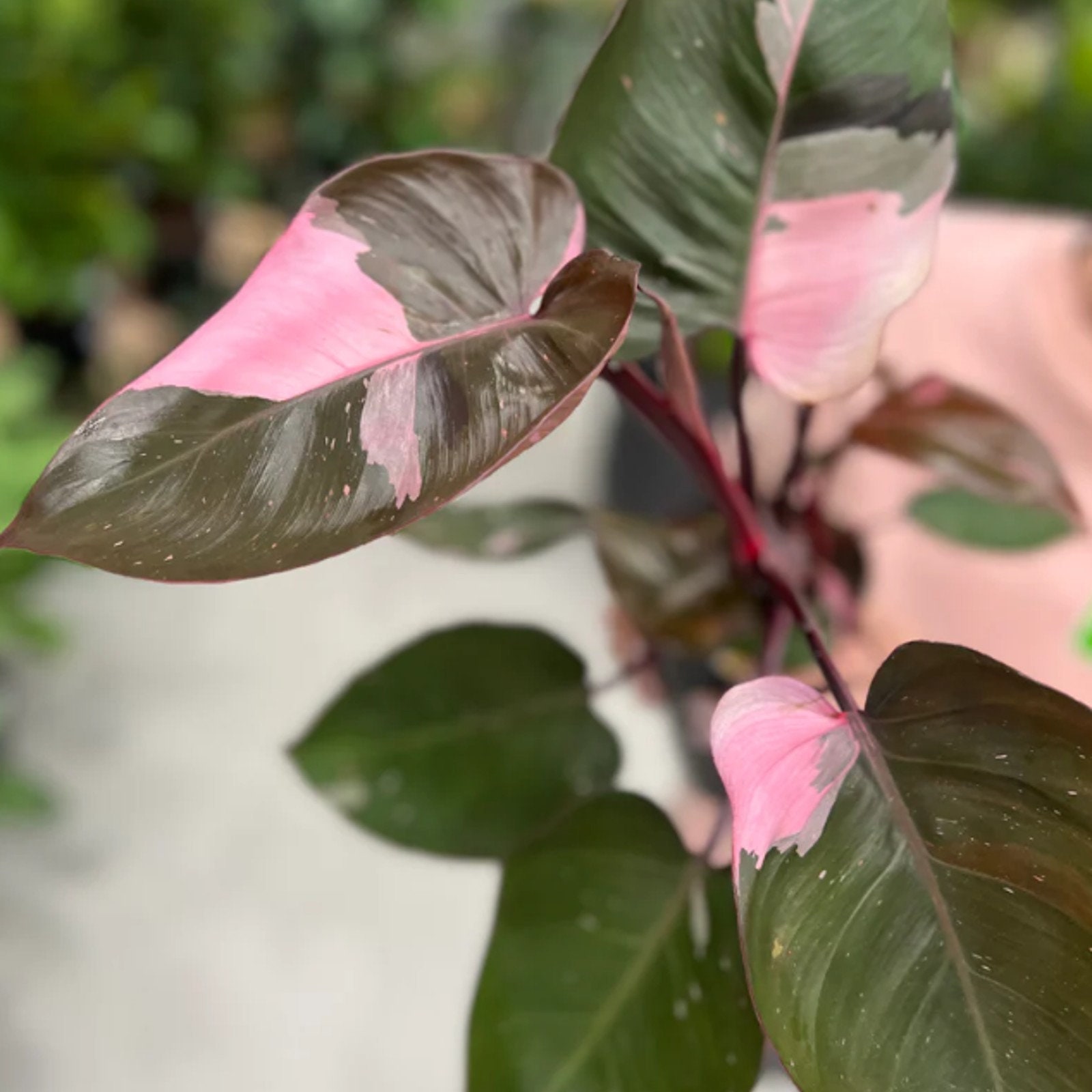 albo zz plant Zamioculcas zamiifolia (ZZ Plant) – The Victorian Atlanta main image 1