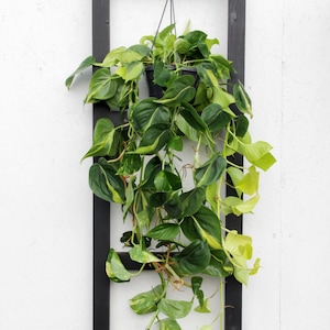 May include: A variegated plant with green and yellow leaves hangs from a black metal frame against a white wall.