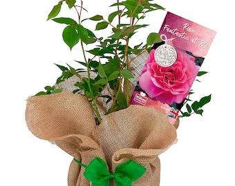 Rose 'Fantastic at 80' - Happy Birthday Rose Gift Wrapped with Bow - Plant Gift