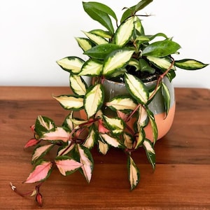 May include: A variegated houseplant with green and white leaves in a terracotta pot with a light grey glaze. The plant has trailing vines with pink and green leaves.