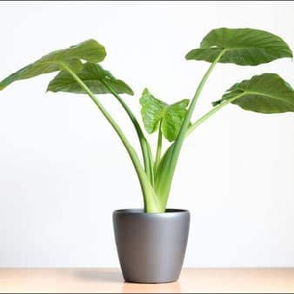 Elephant Ear Plant, Alocasia Cucullata Houseplant in 12cm Pot for Indoors