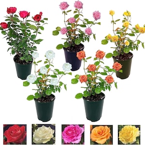May include: Six potted rose bushes with different coloured flowers. The roses are in various shades of pink, red, white, orange, and yellow. The plants are in black plastic pots.