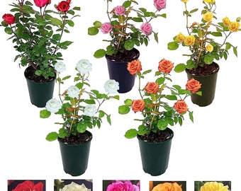 Potted Rose Bush in 3-Litre Pot | Vibrant Hybrid-Tea Rose | Patio Roses | Floribunda Rose