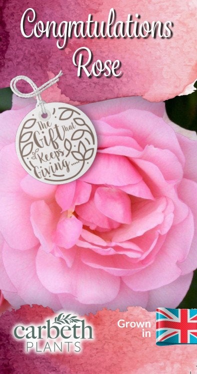 Congratulations Roses Classy Congratulations Rose Bush