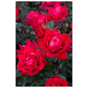 May include: A close-up of a bush of red roses in full bloom. The roses are a deep, vibrant red and have a velvety texture. The leaves are a dark green and provide a lush backdrop for the flowers.