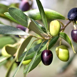 May include: Close-up of a branch of an olive tree with green leaves and olives. Some olives are green and some are dark purple.