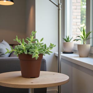 May include: A green succulent plant in a brown pot sits on a wooden table. The plant has small, textured leaves. Other potted plants are visible on a windowsill in the background. The room has a neutral colour palette.
