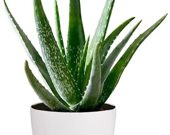 Aloe Vera Plant - Large Plant Around 30-40cm Inclluding Pot for The Home Or Office