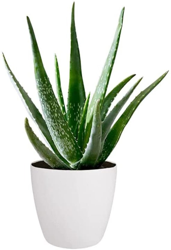 Aloe Vera Plant - Large Plant Around 30-40cm Inclluding Pot for The Home Or Office