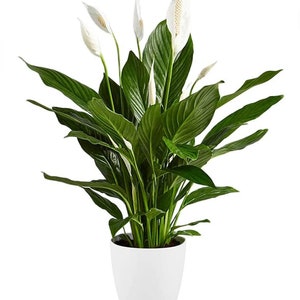 May include: A peace lily plant in a white pot. The plant has large, glossy, dark green leaves and several white, hooded flowers. The pot is a simple, modern design, providing a clean contrast to the vibrant foliage and blooms.