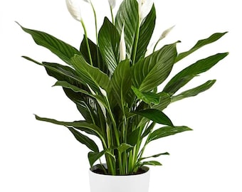 Spathiphyllum Peace Lily - Large Plant Around 40-50cm Including Pot for The Home Or Office