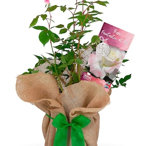 Rose 'Fantastic at 60' - Happy Birthday Rose Gift Wrapped with Huge Bow - Perfect Gift for A Loved One