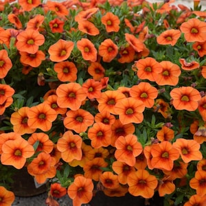 May include: A close-up of a profusion of orange Calibrachoa flowers, also known as Million Bells. The flowers have a deep orange centre and a yellow throat. The small, bell-shaped flowers are densely packed, creating a vibrant display. Green foliage provides a backdrop.
