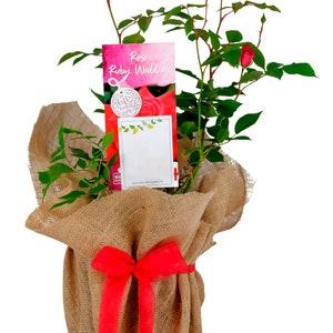 May include: A potted rose plant with a pink tag that reads "Rose Ruby Wedding". The plant is wrapped in hessian and tied with a red ribbon.