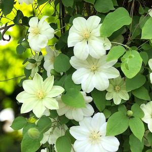 May include: Image of white clematis flowers with yellow centres and green leaves. The flowers have multiple petals and are in various stages of bloom. The background is a soft green.