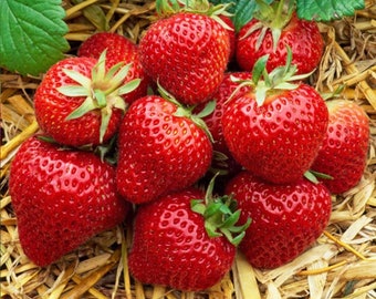 12 x Strawberry Cambridge Favourite Bare Roots - Grow Your Own Strawberries