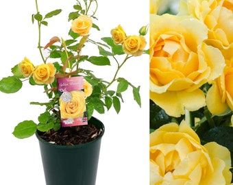 Golden Wedding Rose Plant - 50th Wedding Anniversary Gift - Living Plant Gift