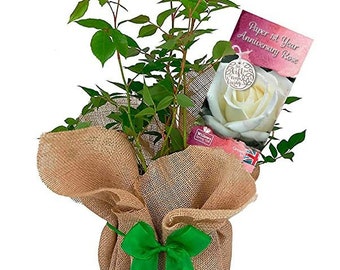Paper 1st Year Wedding Rose - Anniversary Rose Bush - Gift Wrapped Paper Anniversary Rose