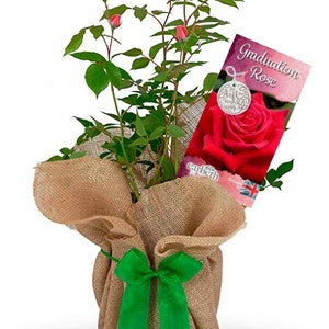 May include: A potted rose plant wrapped in hessian with a green ribbon. The plant has a tag that says "Graduation Rose".