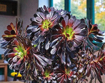 Aeonium Arboreum Schwarzkopf in 9cm Pot - Succulent Houseleek Houseplant