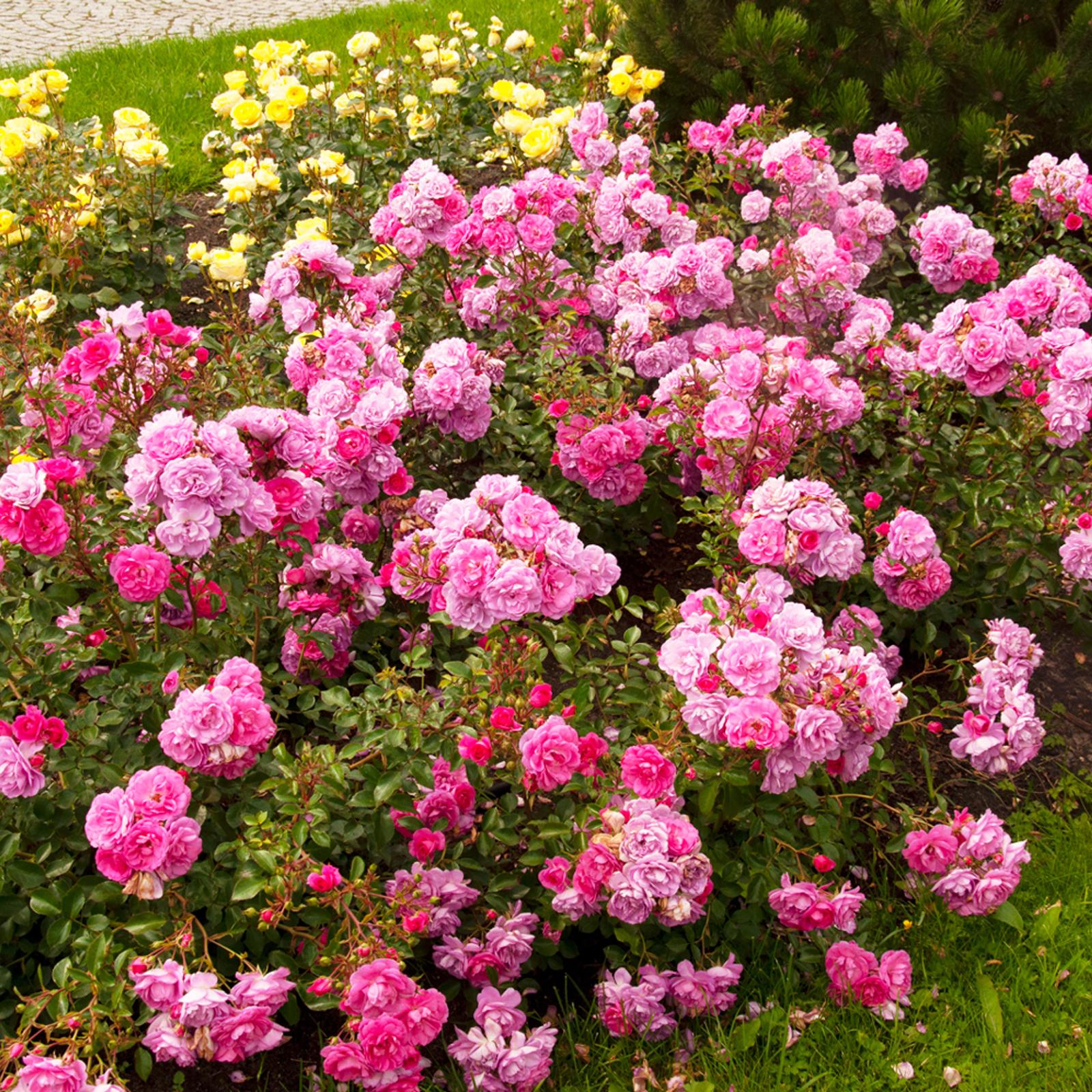 White Roses Rose Bush Crystal Fairy In 14cm Pot - White Summer Autumn  Outdoor Low Growing Groundcover Plant For Bedding Containers Or  Borders~5061057214210 03c Mp Standard Rose Trees For Garden, image size:1600x1600