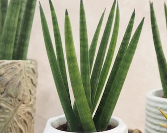Sansevieria Cylindrica Spaghetti - Cylindrical Snake Plant - 20-25cm in  Height Inc Pot - Low Maintenance Houseplant - Etsy Israel