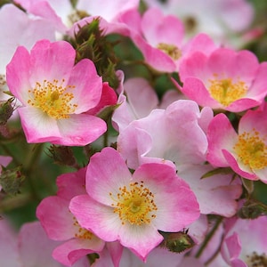May include: A cluster of pink and white roses with yellow centres. The roses are in full bloom and have a delicate, feminine appearance.