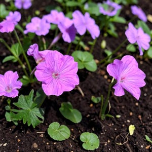May include: A close-up shot of several vibrant purple flowers, each with delicate petals and visible veins. The flowers are surrounded by green leaves and set against dark soil. The image showcases the natural beauty of the flowers.