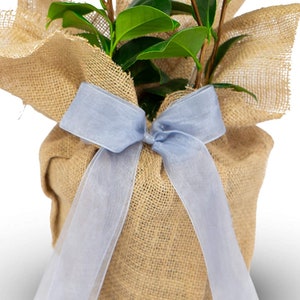 Może przedstawiać: Mała roślina doniczkowa z zielonymi liśćmi owinięta w jutowy worek i przewiązana jasnoniebieską wstążką.