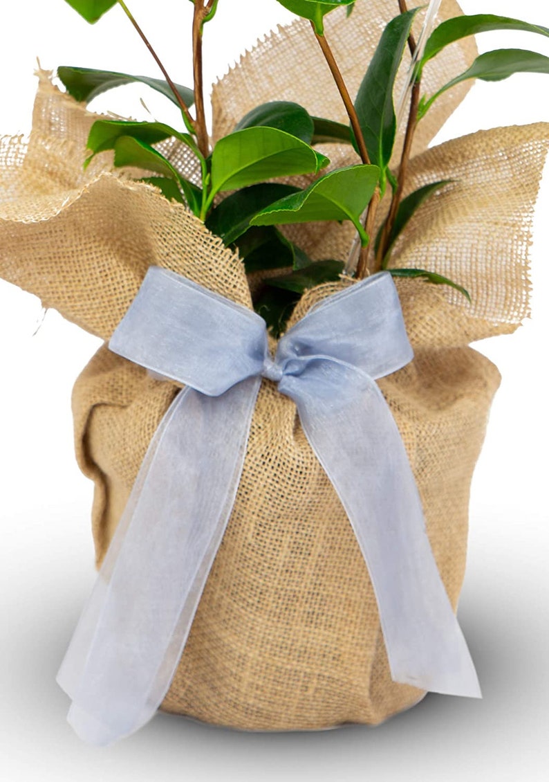Może przedstawiać: Mała roślina doniczkowa z zielonymi liśćmi owinięta w jutowy worek i przewiązana jasnoniebieską wstążką.