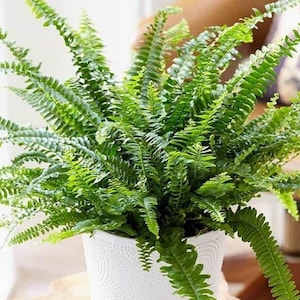 May include: A lush green fern plant in a white ceramic pot with a textured surface. The fern has long, delicate fronds that cascade down the sides of the pot.