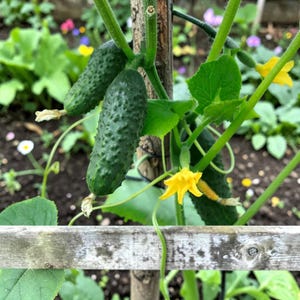 May include: A close-up shot of a cucumber plant bearing green cucumbers and yellow flowers. The cucumbers have a textured surface and are attached to the vine. The plant is growing in a garden.