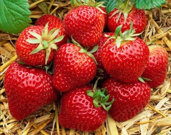 20 x Strawberry 'Cambridge Favourite' Bare Roots - Free Growing Compost