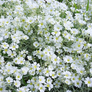 May include: A close-up of a bed of small white flowers with yellow centres. The flowers are set against silvery-green foliage, creating a textured, natural look. The image shows a dense cluster of the flowering plant.