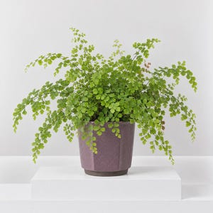 May include: A lush maidenhair fern with delicate, bright green, fan-shaped leaflets and thin, dark stems, planted in a matte, hexagonal, plum-coloured ceramic pot with a dark brown base, showcasing a vibrant contrast between foliage and container.