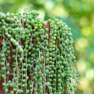May include: Close-up of a String of Pearls succulent plant. The plant has long, cascading stems covered in small, round, green, pearl-like leaves. The plant is in a brown pot, with a blurred green background.