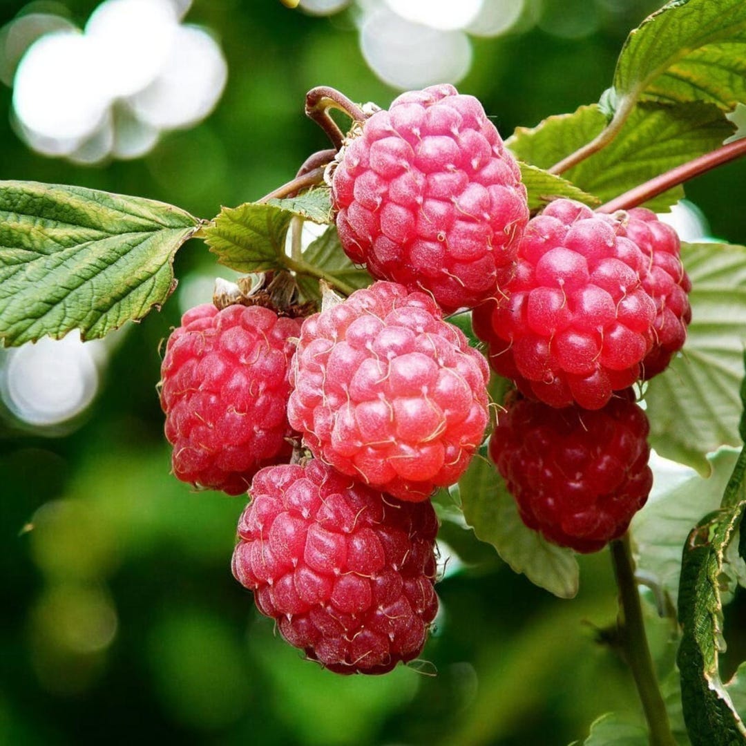 Platinum Raspberry Raspberry Glen Ample Fruit Plant in 9cm Pot - Easy Grow Fruit Bush for ...