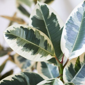 May include: Close-up of a variegated rubber plant with white and green leaves. The leaves have a mottled pattern and are arranged in a cluster.