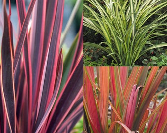 3 x Phormium Ornamental Grass Plants Mix in 9cm Pots Suitable for Garden