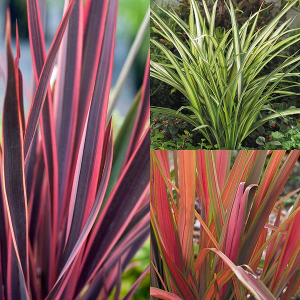 3 x Phormium Ornamental Grass Plants Mix in 9cm Pots Suitable for Garden