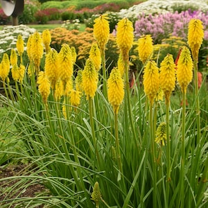 May include: A cluster of yellow torch lilies, also known as red hot poker plants, in full bloom. The tall, slender flower spikes are surrounded by green foliage.